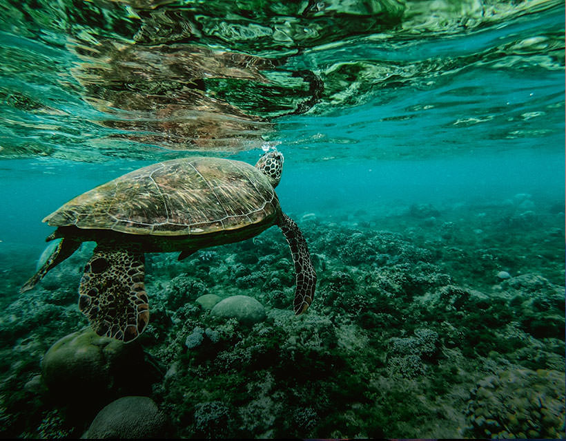 Underwater turtle swimming over coral