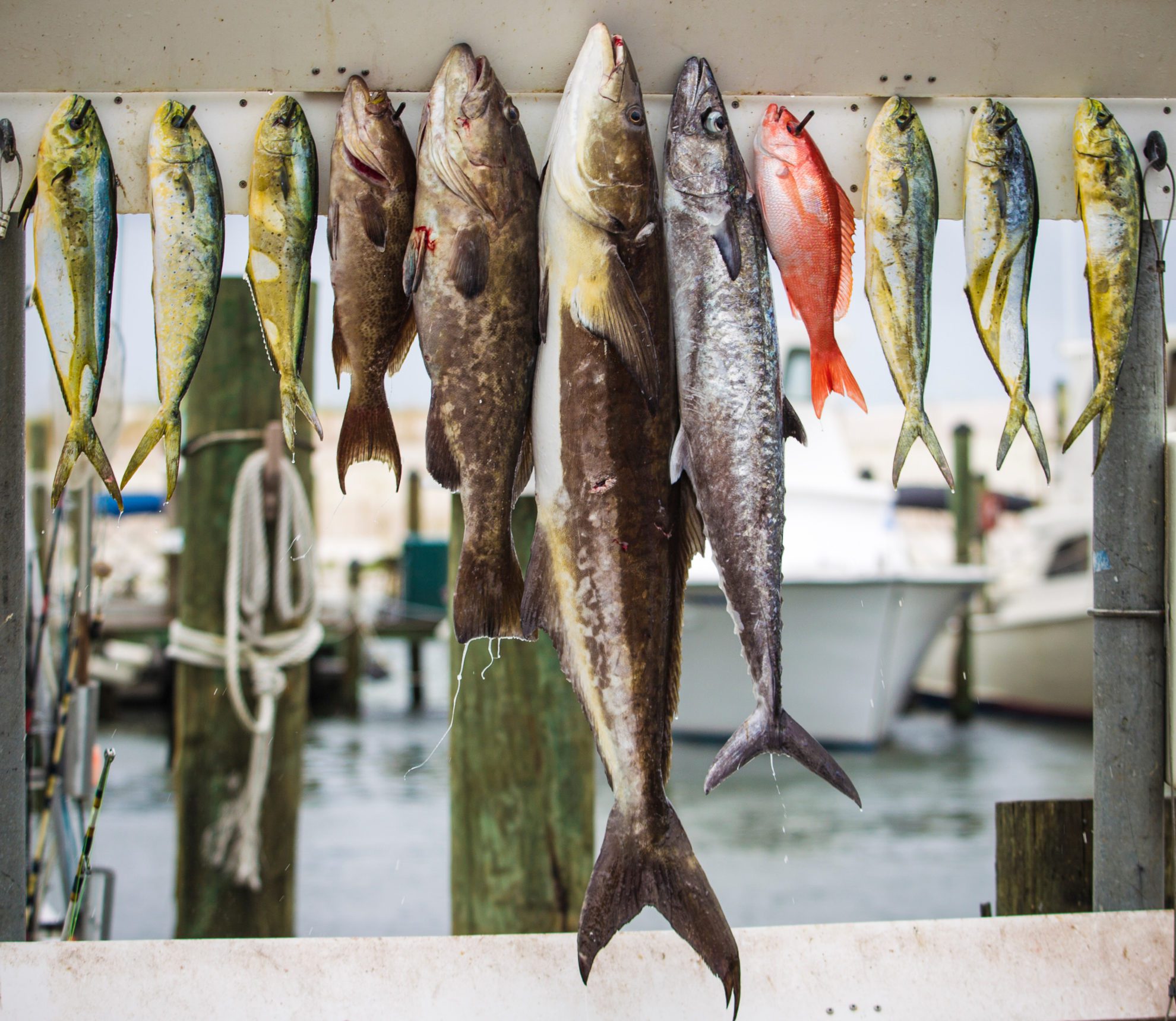 Fishing in the Florida Keys: Fish Species, Best Bait & Essential Gear ...